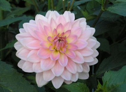 Dahlias noi soiuri