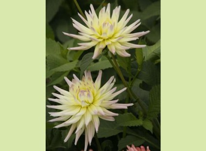 Dahlias noi soiuri