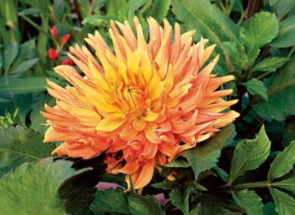 Dahlias noi soiuri