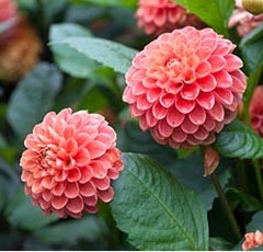 Многогодишен Далия (Dahlia)