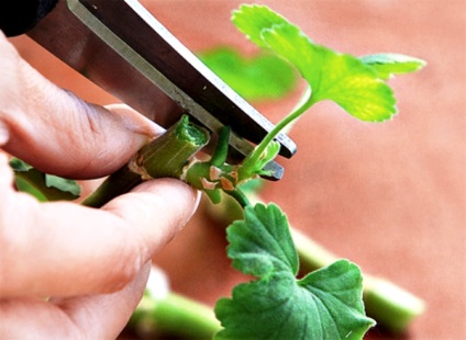 Aplicarea și proprietățile de geraniu - îngrijirea și reproducerea geranium-urilor