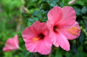 Hibiscus chinezesc, secrete de cultivare