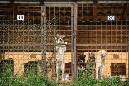 Foame câine