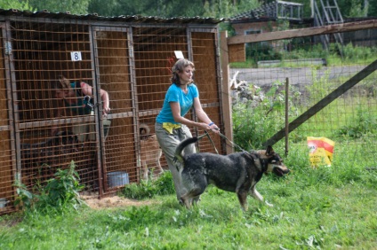 Foame câine