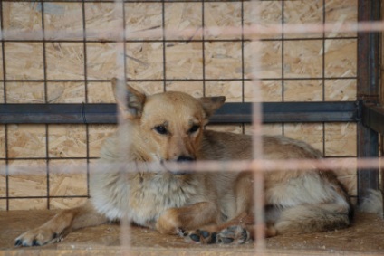 Foame câine