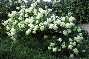 Plantarea și îngrijirea Hortensia paniculate - magia plantelor