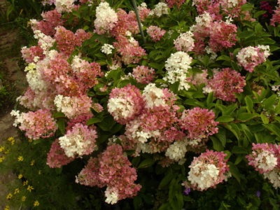 Hortenzia paniculata - medzhikal Tűz ültetés és gondozás, leírását