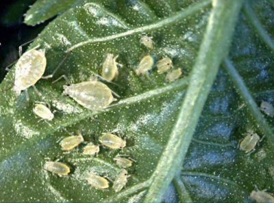 Hortensia paniculum - plantarea și îngrijirea magică a focului, descriere