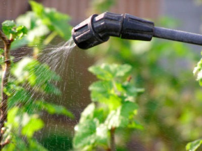 Hortenzia paniculata - medzhikal Tűz ültetés és gondozás, leírását