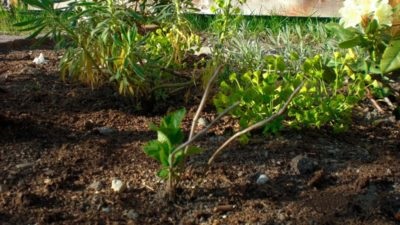 Hortenzia paniculata - medzhikal Tűz ültetés és gondozás, leírását