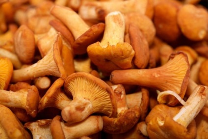 Ciuperci ciorchinele unde și când să se colecteze chanterelles, proprietăți utile de chanterelles, chanterelles prajit cu cartofi