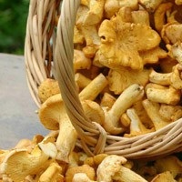 Ciuperci ciorchinele unde și când să se colecteze chanterelles, proprietăți utile de chanterelles, chanterelles prajit cu cartofi