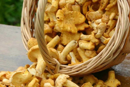 Ciuperci ciorchinele unde și când să se colecteze chanterelles, proprietăți utile de chanterelles, chanterelles prajit cu cartofi