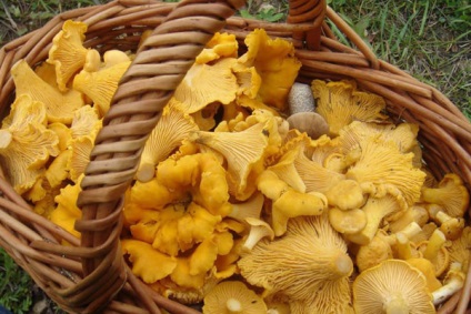 Ciuperci ciorchinele unde și când să se colecteze chanterelles, proprietăți utile de chanterelles, chanterelles prajit cu cartofi