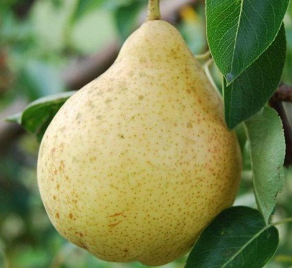 Pear Moscovite descriere, poze, recenziile