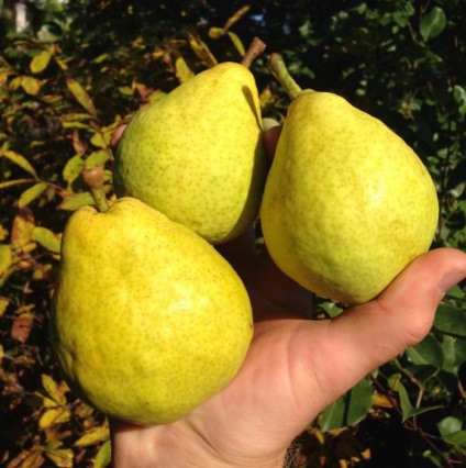 Pear Moscovite descriere, poze, recenziile