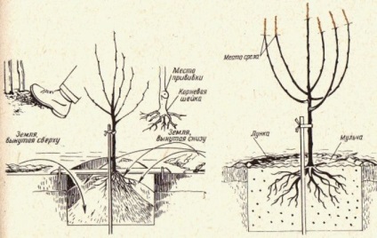 Descrierea, descrierea, descrierea, plantarea, udarea, fertilizarea, tăierea, recenzii