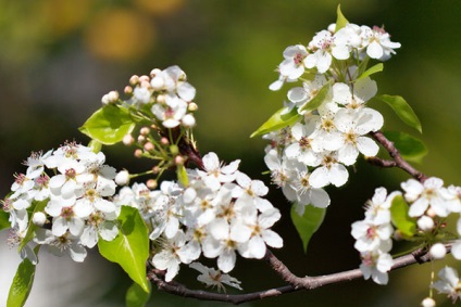 Pear Moscovite - descriere dintr-o fotografie a unei varietăți, plantare, îngrijire, polenizatoare, video