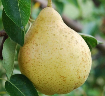 Pear Moscovite - descriere dintr-o fotografie a unei varietăți, plantare, îngrijire, polenizatoare, video