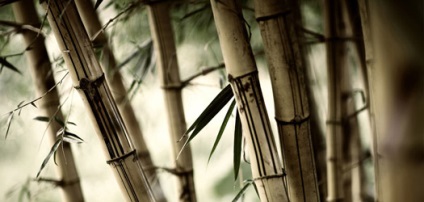 Guan Yin - averea spune pe bambus stick-uri gratuite on-line, avere spune