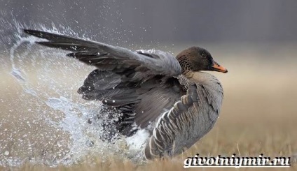 Vetési lúd Bird