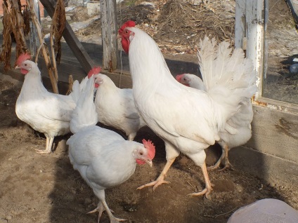 Fertőző betegségek csirkék kezelésére és tünetek