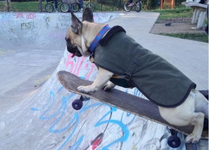 Instagram al bulldogului francez Bătrân, care conduce un skateboard din Londra
