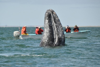 Informații interesante despre balene