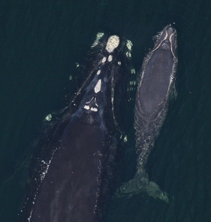 Informații interesante despre balene