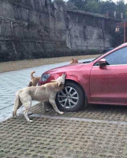 Intriga - câinii mușcă mașina