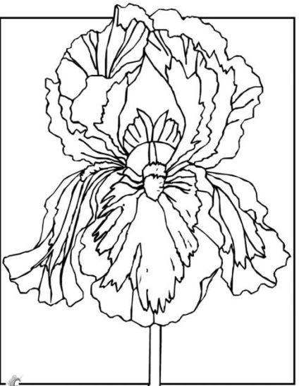 Iris - șabloane, șabloane, desene, batik și eu