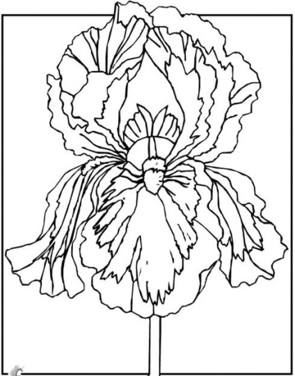 Iris - șabloane, șabloane, desene, batik și eu