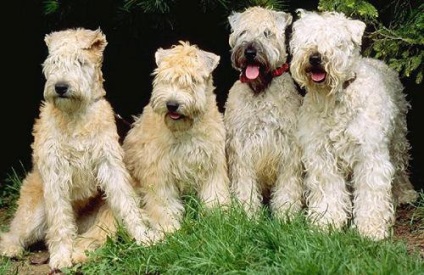 Irlandez terrier de grâu moale, rase de câini, animale și rase