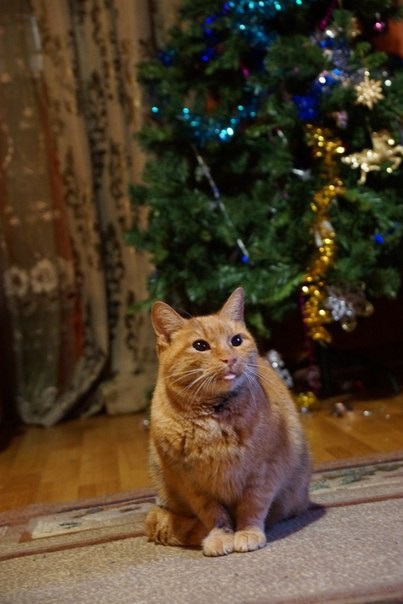 Keresünk gondoskodó tulajdonos egy macska a fogyatékos