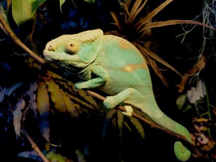 Yemenul chameleon prezintă conținut, îngrijirea animalelor