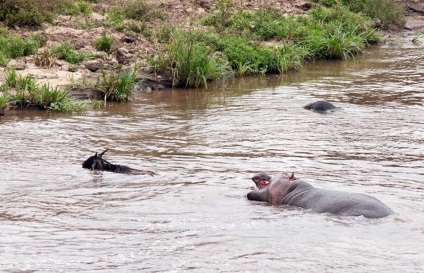 Cum hipopotamul salvează o antilopă din gura unui crocodil