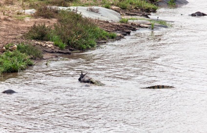 Cum hipopotamul salvează o antilopă din gura unui crocodil