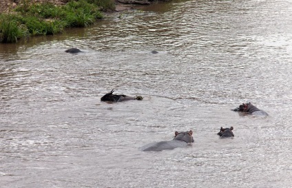 Cum hipopotamul salvează o antilopă din gura unui crocodil