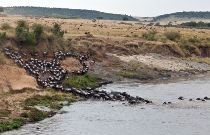 Cum hipopotamul salvează o antilopă din gura unui crocodil