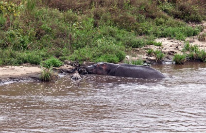 Cum hipopotamul salvează o antilopă din gura unui crocodil