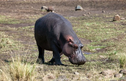 Cum hipopotamul salvează o antilopă din gura unui crocodil