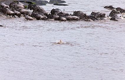 Cum hipopotamul salvează o antilopă din gura unui crocodil