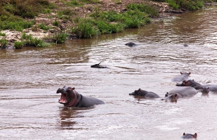 Cum hipopotamul salvează o antilopă din gura unui crocodil