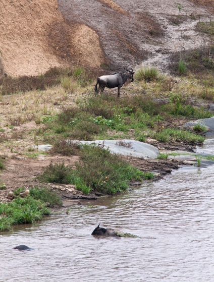 Cum hipopotamul salvează o antilopă din gura unui crocodil