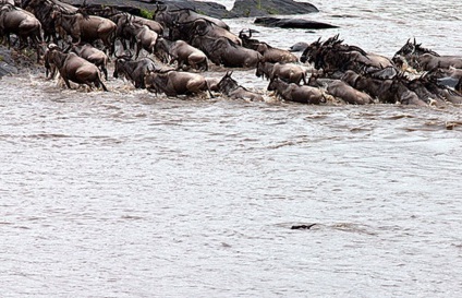 Cum hipopotamul salvează o antilopă din gura unui crocodil