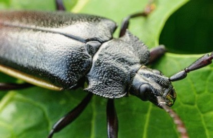 Cum să se ocupe de un gândac (gândac, marmură), grădinărit24