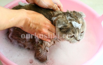 Cât de des pot spăla o pisică de la ce vârstă se scaldă, motive pentru înot, sfaturi pentru proprietarii de pisici