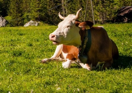 Ce semne de vacă înainte de făt (foto)