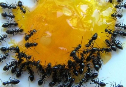 Hogyan lehet megszabadulni a háztartási hangyák kezeddel okait, hogy evés, fotó és videó