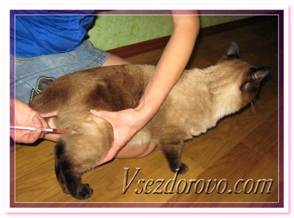 Cum să prick o prick o pisică ca să prick o prick o pisica - înregistrarea utilizatorului de Lelka (prihozhaiov) în